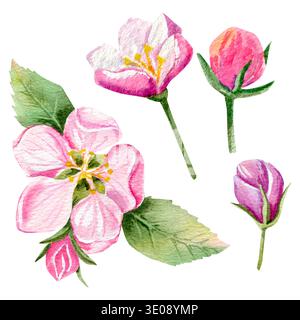 Aquarell handgezeichnet Set mit apfelrosa Blüten und Knospen auf einem grünen Zweig mit Blättern. Stockfoto