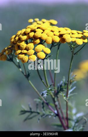 Tansy- oder Wurmfarn (Tanacetum vulgare, syn. Chrysantheme vulgare) Stockfoto