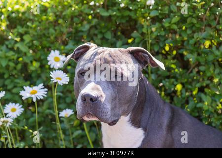 Porträt eines American Staffordshire Terrier Stockfoto
