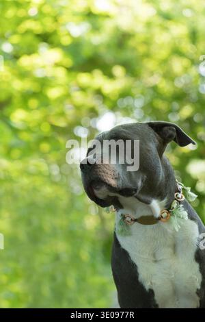 Porträt eines American Staffordshire Terrier Stockfoto