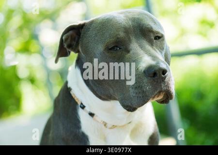 Porträt eines American Staffordshire Terrier Stockfoto