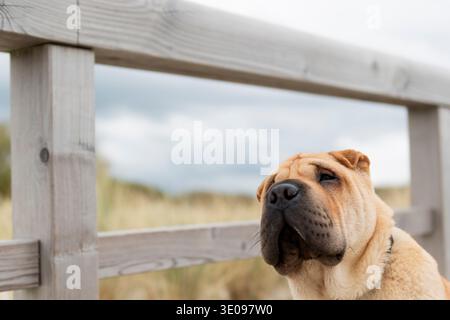 Shar-Pei auf dem Steg zum Strand in Norddeich Stockfoto