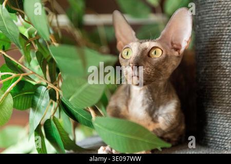 Cornish Rex Katze auf ihrem Kratzbaum Stockfoto