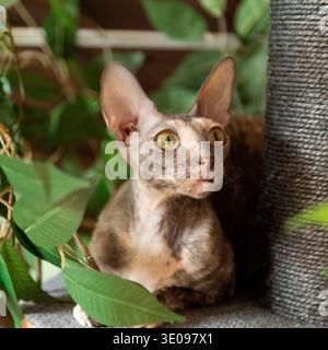 Porträt einer Cornish Rex Katze Stockfoto