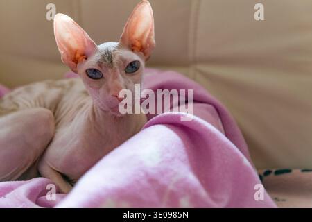 Cornish Rex Katze liegt in seinem Kuschelkorb Stockfoto