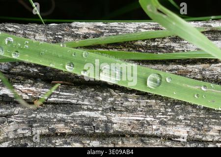 Grashalme mit Regentropfen auf Holz als Hintergrund Stockfoto