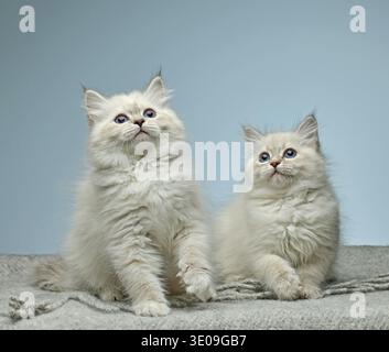 Flauschige weiße sibirische Farbpunktkatzen (Neva Masquerade Rasse) mit hellblauen Augen auf neutralem Hintergrund. Niedliches reinrassiges Hauskatzenporträt su Stockfoto