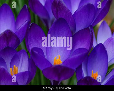 Lila Krokusse im Frühling Stockfoto