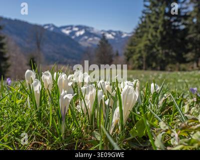 Krokusblüte am Hündle bei Oberstaufen im Allgäu Stockfoto