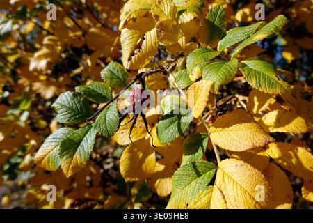 Kartoffelrose (Rosa rugosa), auch bekannt als Apfelrose, Japanische Rose, Sylter Rose oder Kamtschatka Rose - reife Frucht im Herbst Stockfoto