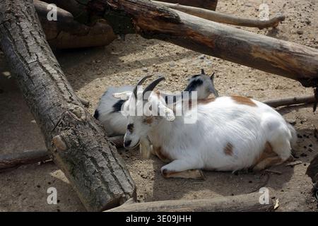 Hausziege (Capra aegagrus hircus) Afrikanische Zwergziegenrasse Stockfoto