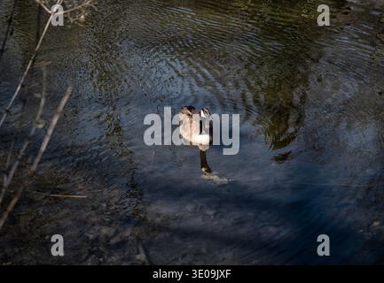 Ein Wasservogel in einer ruhigen Teichumgebung Stockfoto