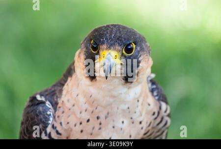 Nahaufnahme des Gesichts ein Wanderfalke (Falco Peregrinus). Stockfoto