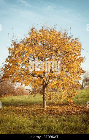 Herbst Landschaft mit orange Herbst Eiche. Stockfoto