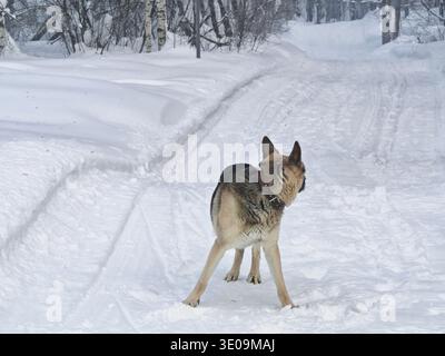 Der Hund steht im tiefen Schnee mit Gleisen im Hintergrund und blickt zurück, während er in den Winterwäldern zum Schutz trainiert. Stockfoto