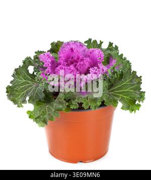 Ornamentale Purple Grünkohl oder Kohl in Blumentopf auf weißem Hintergrund Stockfoto