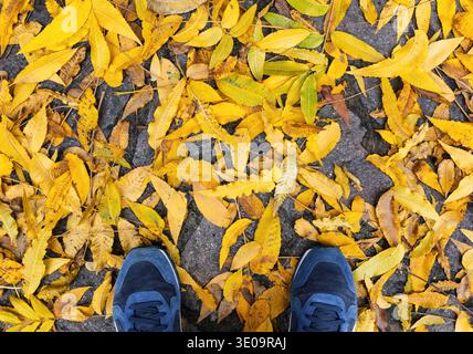 Blaue Schuhe mit gelbem Laub. Herbstlichen Wald, Herbstszene. Draufsicht mit Exemplar. Stockfoto