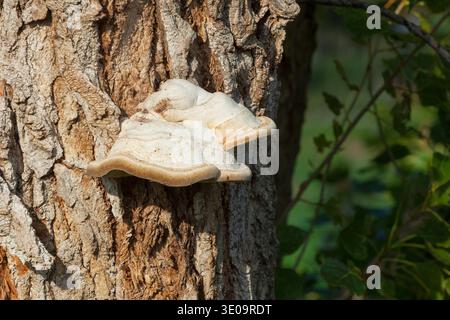 Pilze auf dem Baum. Ein Stück eines Baumstammes mit einem Holzpilz. Stockfoto