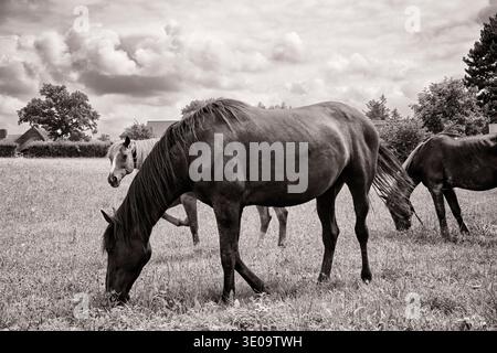 Pferde grasen auf der Weide Stockfoto