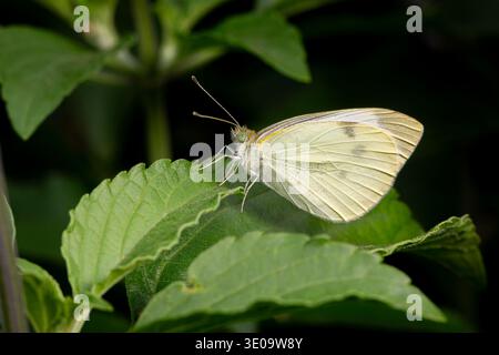 Europäischer Kohl Weißer Schmetterling auf Pflanzenblatt. Insekten- und Naturschutz, Habitatschutz und Garten-Blumengarten-Konzept. Stockfoto