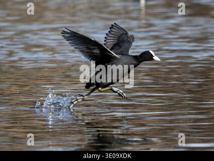Ein eurasischer Coot landet am Loch im Lochend Park, Edinburgh, Schottland. UK Credit: Ian Jacobs Stockfoto