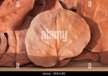 Stapel großer getrockneter Rundblätter für Naturkundeprojekte Stockfoto