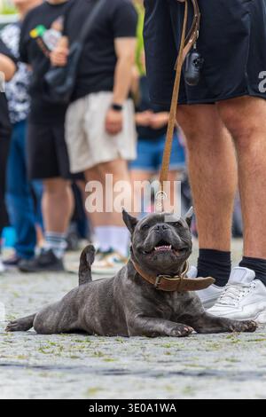 Französische Bulldogge spielt und liegt während des Spaziergangs auf der Kopfsteinpflasterstraße Stockfoto