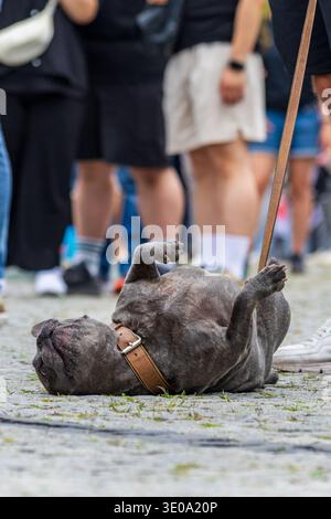 Französische Bulldogge spielt und liegt während des Spaziergangs auf der Kopfsteinpflasterstraße Stockfoto