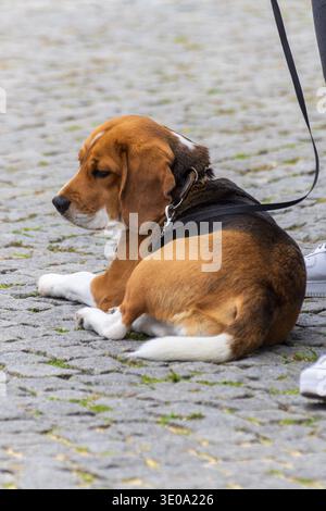 Beagle-Hund ruht und blickt auf eine Stadtstraße, Nahaufnahme Porträt Stockfoto