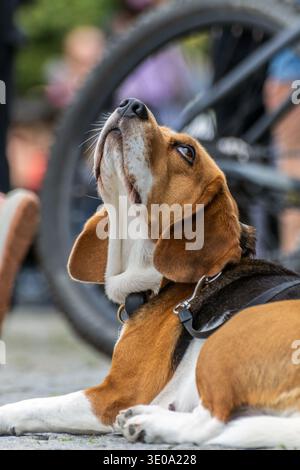 Beagle-Hund ruht und blickt auf eine Stadtstraße, Nahaufnahme Porträt Stockfoto
