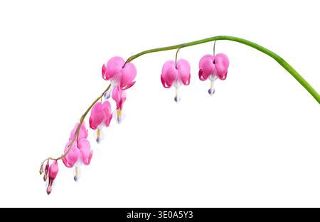 Rosa blühende blutende Herzblume isoliert auf weißem Hintergrund. Zarte Frühlingsgartenpflanze mit herzförmigen Blüten, ideales botanisches Element für Stockfoto