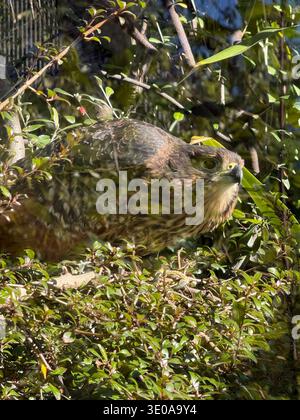Wunderschöner Vogel in Queenstown Stockfoto