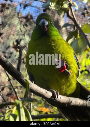 Wunderschöner Vogel in Queenstown Stockfoto
