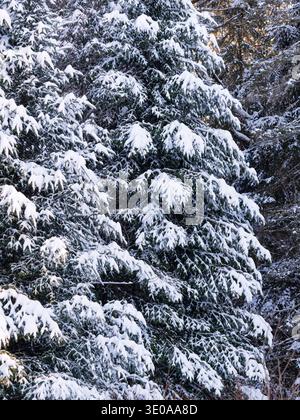 Dichtes immergrünes Laub von schneebedeckten Kiefernzweigen in einem Winterwald mit frischem Schnee Stockfoto