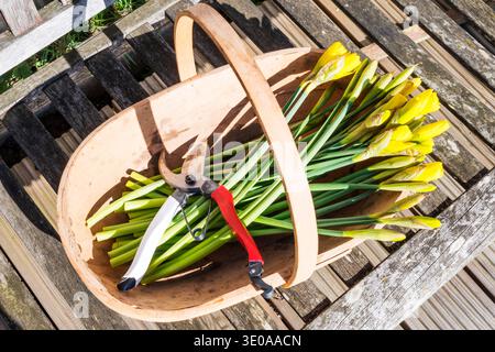 Eine Reihe von Narzissen aus dem Garten, die als Schnittblumen für die Dekoration im Haus verwendet werden. Stockfoto