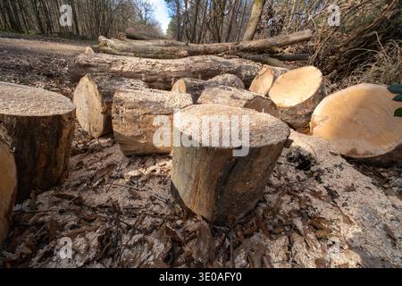 Eine Sammlung von Baumstümpfen und Baumstämmen wird auf einem Pfad in einem Wald gesehen. Der Boden ist mit Holzspänen und gefallenen Blättern bedeckt. Die Szene zeigt die letzte tr Stockfoto