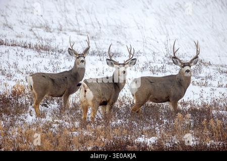 Rocky Mountain Maultierhirsche (Odocoileus hemionus) drei Böcke, die im Winter auf schneebedeckter Prärie in Saskatchewan im Westen Kanadas unterwegs sind Stockfoto