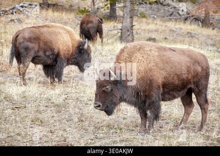 Amerikanische Bisons im Yellowstone Park, USA. Stockfoto