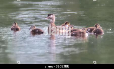 Nahaufnahme einer weiblichen Holzente mit Ententchen, die in ruhigen Gewässern schwimmen Stockfoto