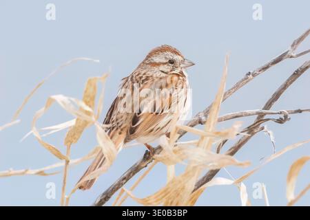 Song Sparrow thronte im Frühling auf einem Schilfzweig vor blassblauem Himmel Stockfoto