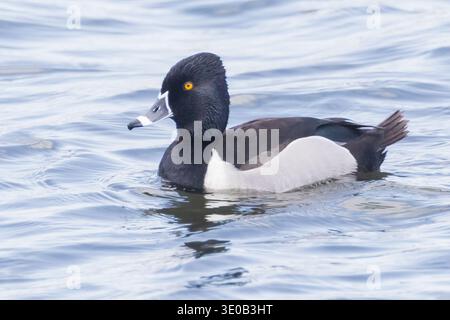 Nahaufnahme einer männlichen Ringhalsenente, die auf blauem Wellenwasser schwimmt Stockfoto