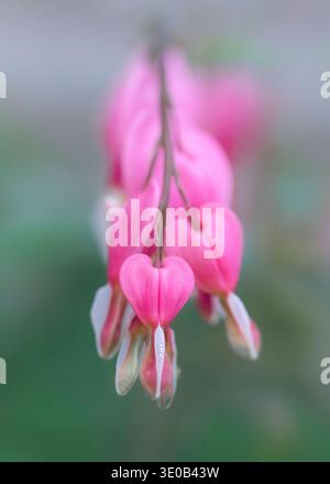 Schöne rosa Blüten des blutenden Herzens (Dicentra spectabilis) Stockfoto