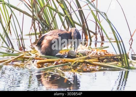 Rattenschnabel mit seinen Eiern im Nest auf Wasser Stockfoto