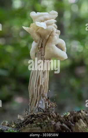 Nahaufnahme des weißen Sattelpilzes im Wald Stockfoto