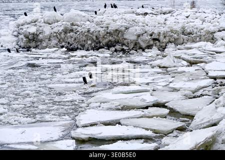 Winterelbe mit Eisschollen und Kormoranen, Phalacrocorax carbo, in Altengamme, Hamburg, Deutschland Stockfoto