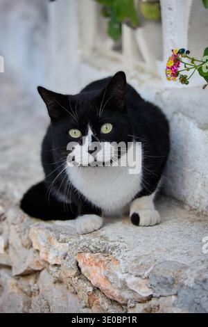 Schwarz-weiße Smoking Katze (Felis catus) mit grünen Augen an einer Steinmauer in Calpe, Spanien, umgeben von bunten Blumen an einem sonnigen Tag Stockfoto
