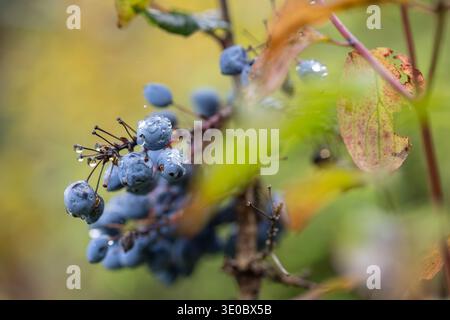 Regentropfen auf Blue Beries: Eine Nahaufnahme, in der die Schönheit der Natur nach einem erfrischenden Regen festgehalten wird. Konzentrieren Sie sich auf Details und Textur. Stockfoto