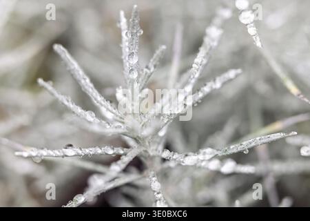 Zarte Pflanze bedeckt mit Morgentau, glitzernd im sanften Licht. Eine ruhige, natürliche Szene. Der kleine Tropfen spiegelt die Gelassenheit der Natur wider. Stockfoto