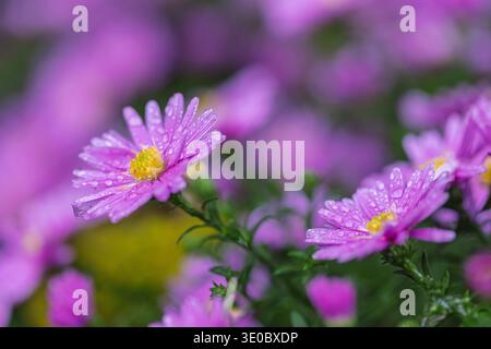 Lila Astern glitzern nach einem sanften Regen mit zarten Tropfen, ein heiteres natürliches Tableau. Blumenschönheit im Fokus. Stockfoto