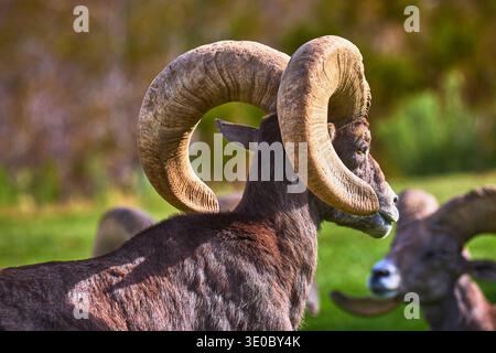 Dickhornschafe aus nächster Nähe mit Majestic Horns, die auf Green Grass in Nevada grasen Stockfoto